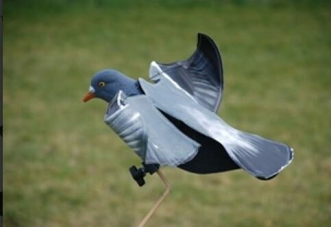 Sillosocks hypaflap duif