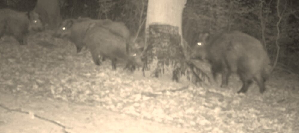 AttraTec No 4 BHT Fluid buchenholtzteer