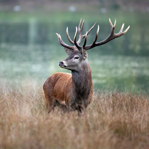 SEISSIGER Pro-Cam LTE SUPERSIM Edition Wildcamera