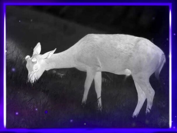 Pulsar ORYX LRF XG 35 Warmtebeeld Handkijker / Spotter