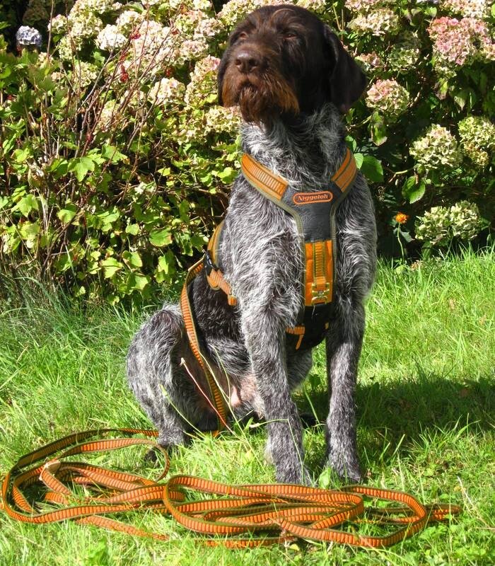 NIGGELOH FOLLOW Zweetwerk harnas voor honden