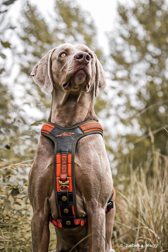 NIGGELOH FOLLOW Zweetwerk harnas voor honden