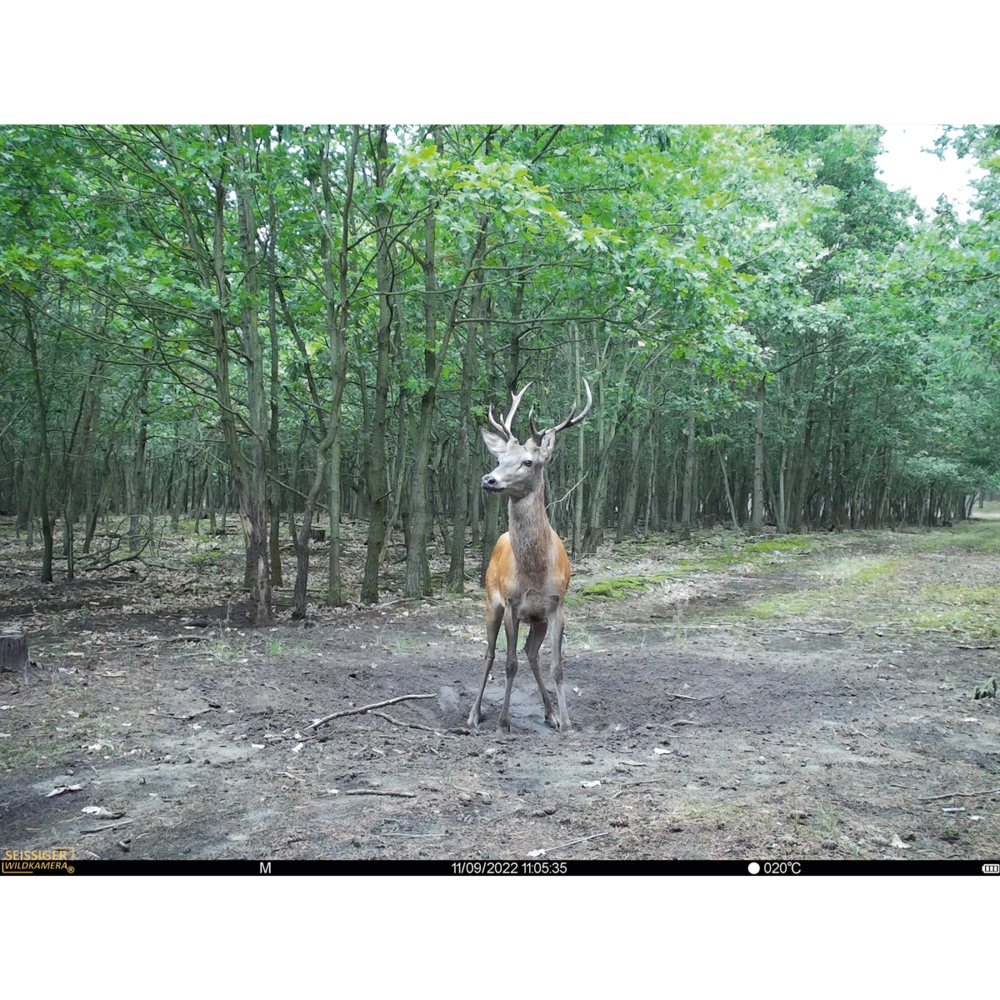 SEISSIGER Base-Cam LTE SUPERSIM-Edition Camouflage