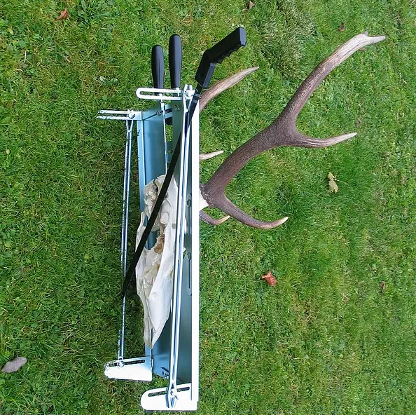 Schedel afzaagset voor hertentrofee&euml;n &ndash; Verstelbaar voor edelhert, damhert en sikahert