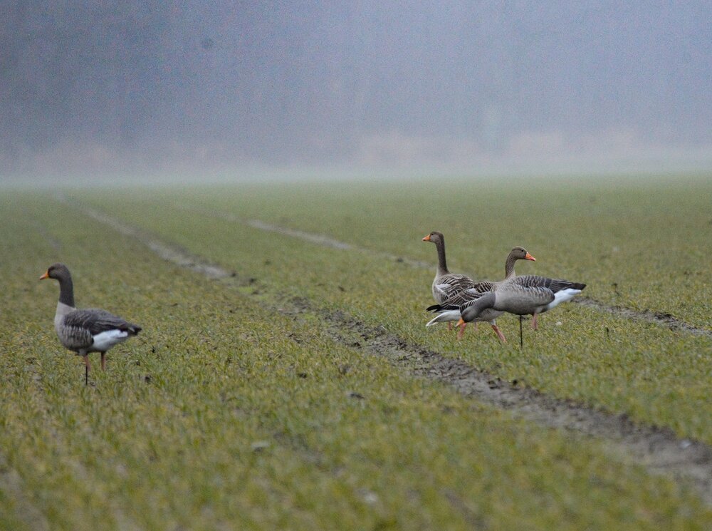 Avian-x Grauwe gans lokkers