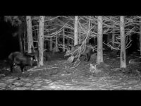 AttraTec No 4 BHT Fluid buchenholtzteer