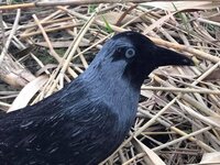 lokvogel kauw geflockt