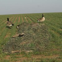 Avery KillerWeed Winter Gras, 