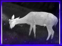 Pulsar ORYX LRF XG 35 Warmtebeeld Handkijker / Spotter