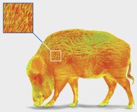 Pulsar ORYX LRF XG 35 Warmtebeeld Handkijker / Spotter