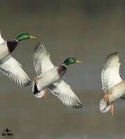 DK WAI Double Nasty Eenden Lokfluit