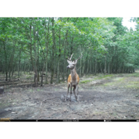 SEISSIGER Base-Cam LTE SUPERSIM-Edition Camouflage