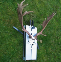 Schedel afzaagset voor hertentrofee&euml;n &ndash; Verstelbaar voor edelhert, damhert en sikahert