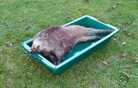HECK-PACK Wildkuip voor HECK-PACK Wilddragers