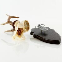 Fischer schedelklem voor ree en gems | Universele trofee-klem voor schedels