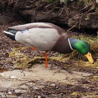 Avian-X AXP Full Body Mallard Fusion Pack Lokeenden