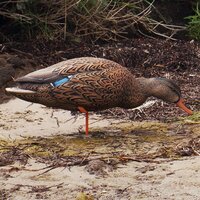 Avian-X AXP Full Body Mallard Fusion Pack Lokeenden