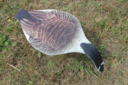 Top down decoys canadese / sneeuwgans 