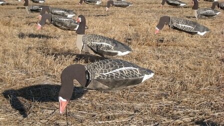 Sillosocks Pink Foot/Grey Lag Goose  grauwe gans Harvester pack 12 stuks
