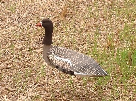 Sillosocks Pink Foot/Grey Lag Goose Head Up  grauwe gans kijkend 12 stuks