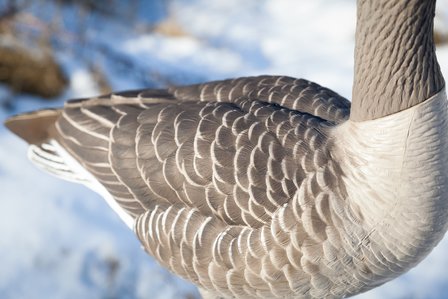 Avian-x Grauwe gans lokkers