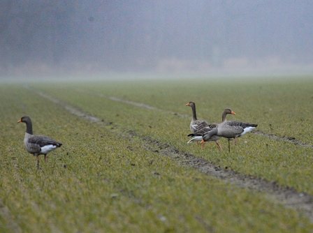 Avian-x Grauwe gans lokkers