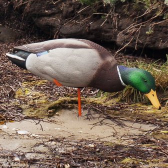 Avian-X full body staande wilde eend lokkers 