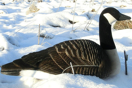 DKWAI canadese lokgans schaal 12 stuks jachtenoutdoor.nl 2