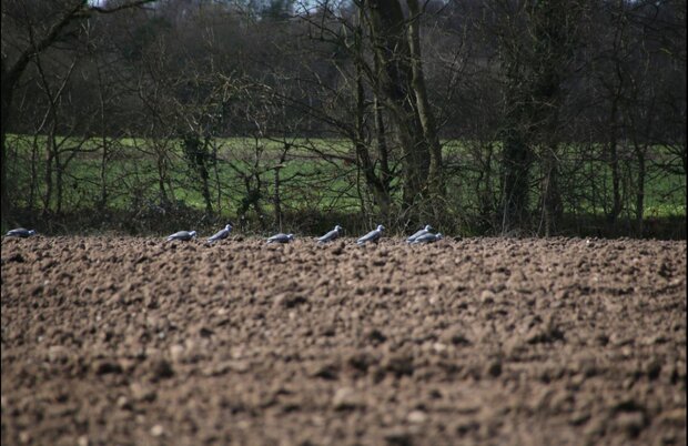 Enforcer full body pigeon volle lokduiven