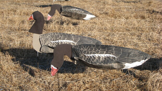 Sillosocks Pink Foot/Grey Lag Goose  grauwe gans standaard 12 stuks