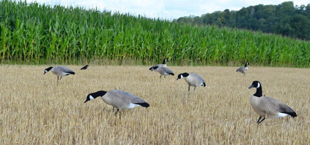 Canadese gans lokkers 12 stuks full body