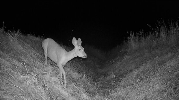 Hunter 4G Mini – Compacte wildcamera met AI-herkenning en laagste gebruikskosten