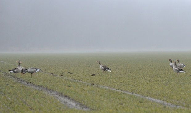 Avian-x Grauwe gans lokkers