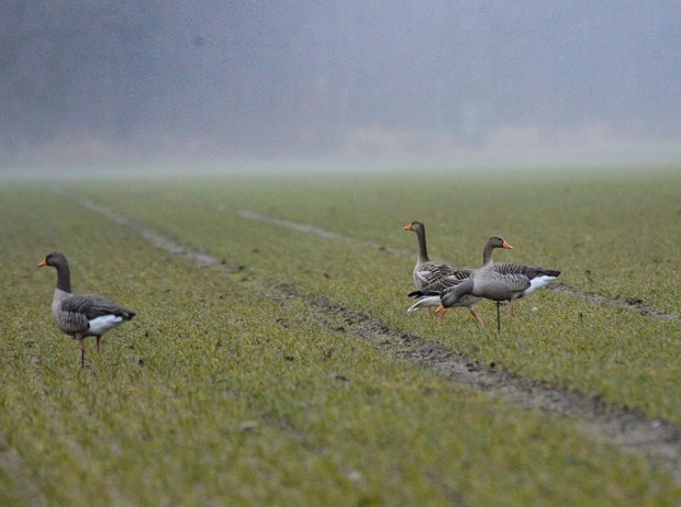 Avian-x Grauwe gans lokkers