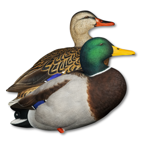 Avian-X AXP Full Body Mallard Fusion Pack Lokeenden