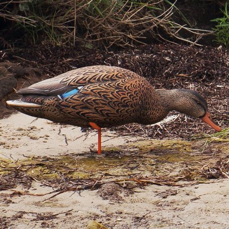 Avian-X full body staande wilde eend lokkers 