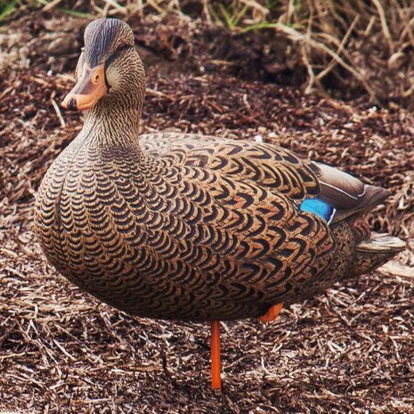 Avian-X full body staande wilde eend lokkers 