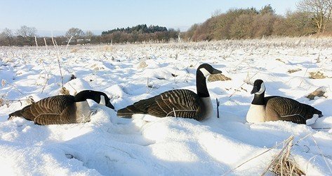 DKWAI canadese lokgans schaal 12 stuks jachtenoutdoor.nl 2