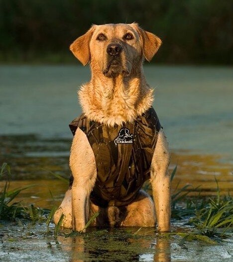 Dokken&#039;s Neopreen hondenvest x-treme