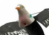 pigeonhead_3D