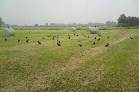 Uitgebreide Set kraaien lokker incl. rugzak