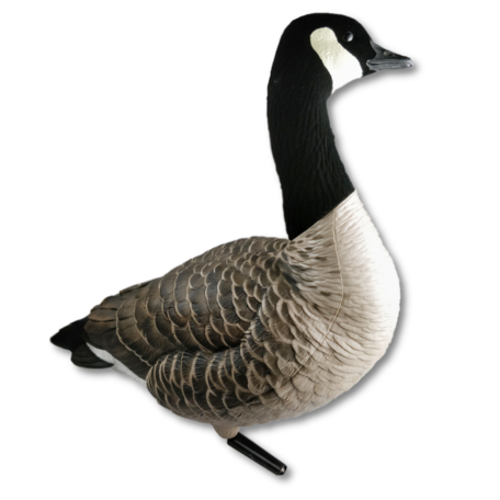 Avian-X Canadese gans lokkerset (6st.)